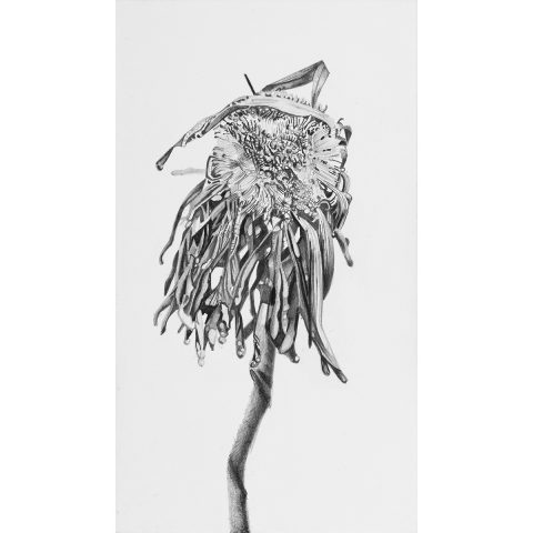 Mirjam Abraas | Zonder titel I