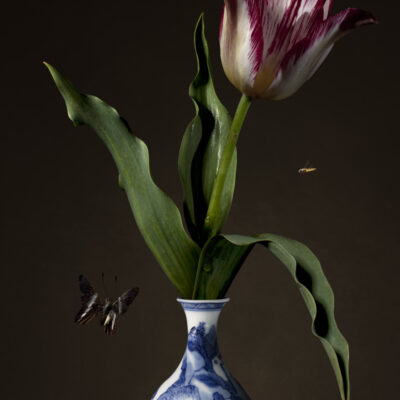 Bas Meeuws | Untitled (#165)