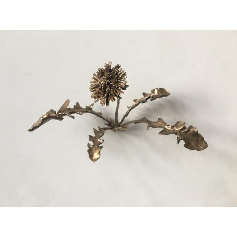 Iris Le Rütte | Paardenbloem (taraxacum officinale)