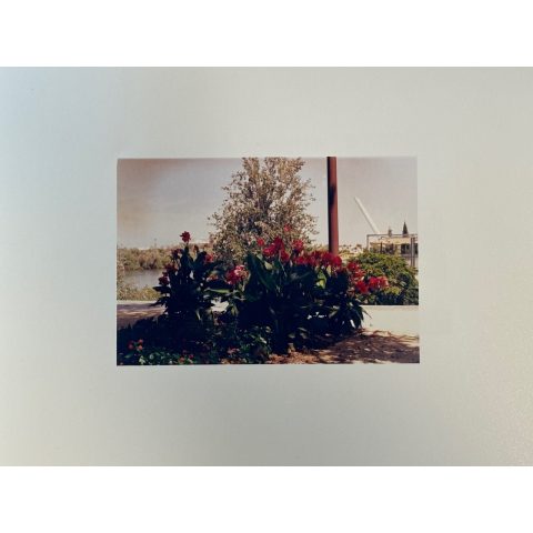 Shirley Welten | Red flowers