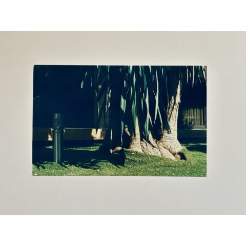 Shirley Welten | Palmtrees